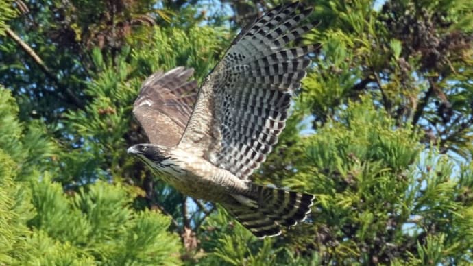 クマタカ　成鳥2羽