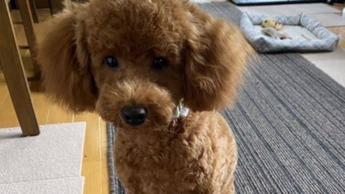 ヴァロその後