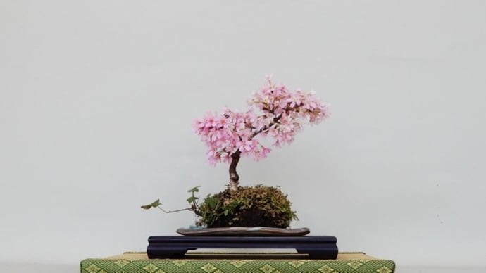 草物盆栽