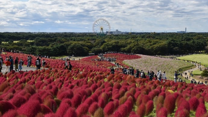 コキア・コスモス狩り 茨城県ひたちなか市馬渡 国営ひたち海浜公園:コキアカーニバル(4)みはらしの丘頂上からの眺め