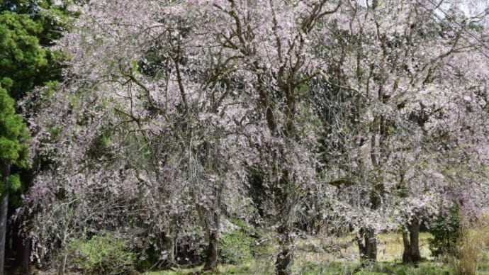 黒田の百年桜と常照皇寺の枝垂れ桜