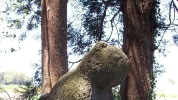 たぬきもどきに誘われて