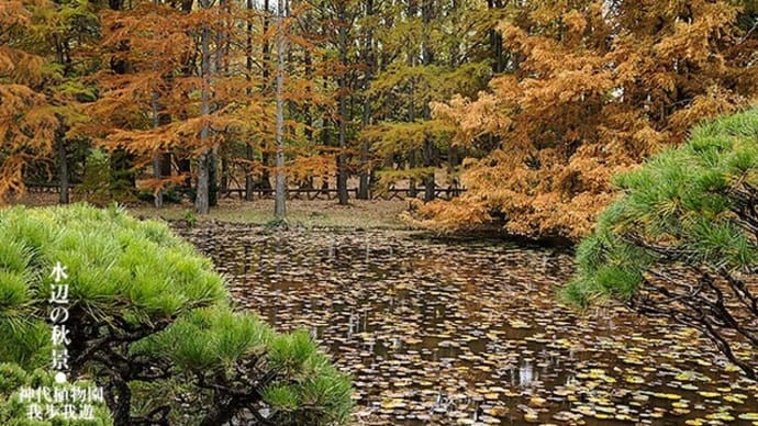 水辺の晩秋景。