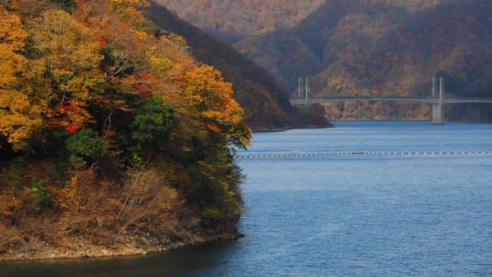 徳山ダムの紅葉を見て福井へ抜ける