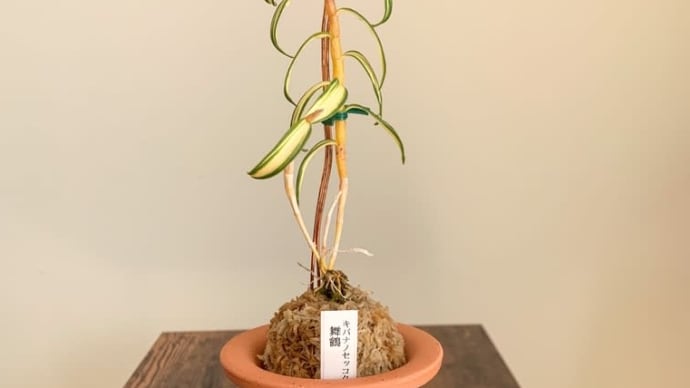 キバナの魅力を紹介
