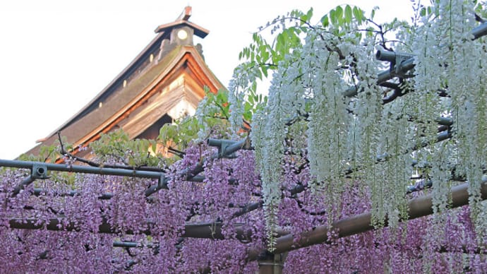 江南市 曼陀羅寺の藤 7