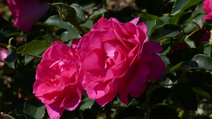 明石公園の薔薇
