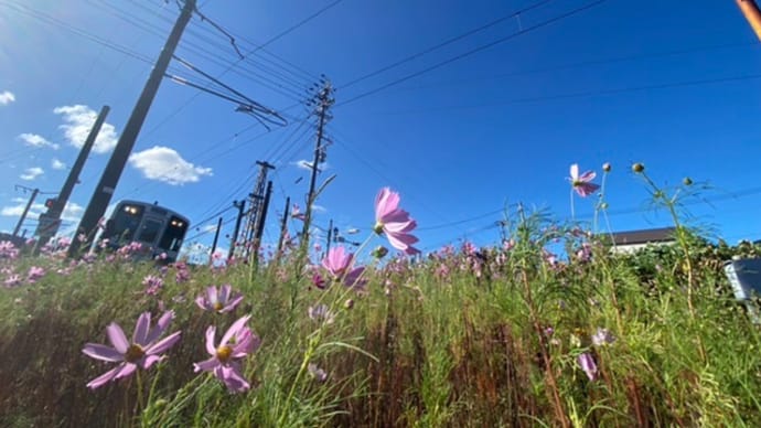 白岩踏切のコスモスが咲きました。