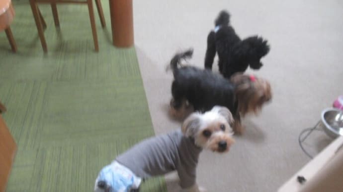 2023/12/24 犬の幼稚園BuddyDog