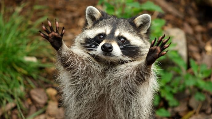 アライグマ写真撮りました!パソコンではてなブログ書いたのですが