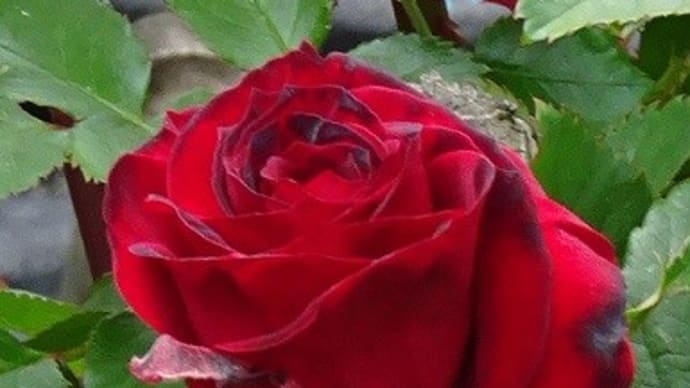 4.23気になる薔薇「はまみらい」開花