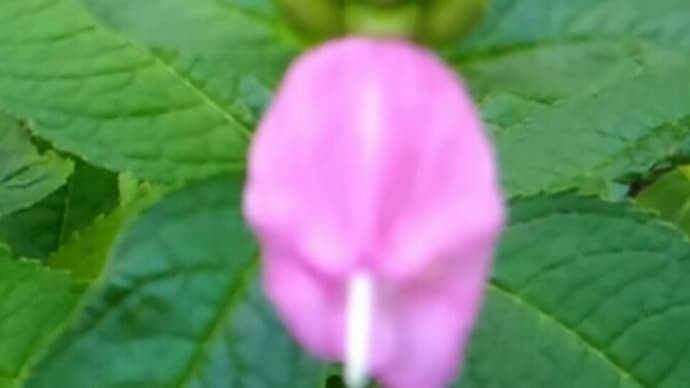 少雨で乾燥傾向にあった9月の花壇