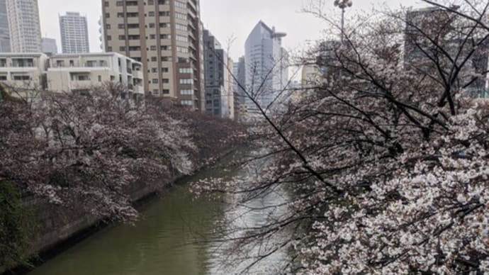 目黒川。ここが桜のベストポジション!!