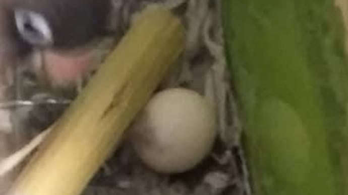 ボタンインコ ふわりちゃんとしずくちゃん
