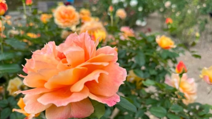薔薇とコスモスをiPhone15proで撮ってみました