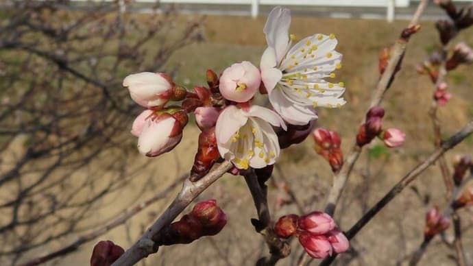 シナミザクラ 開花