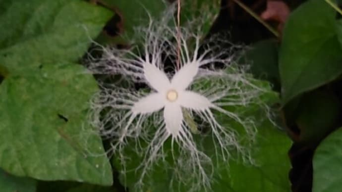 カラスウリ(烏瓜)の花・ヌスビトハギ(盗人萩)・セミの羽化・ゾウムシ・オオクロコガネ・アオバハゴロモ・俳句鑑賞