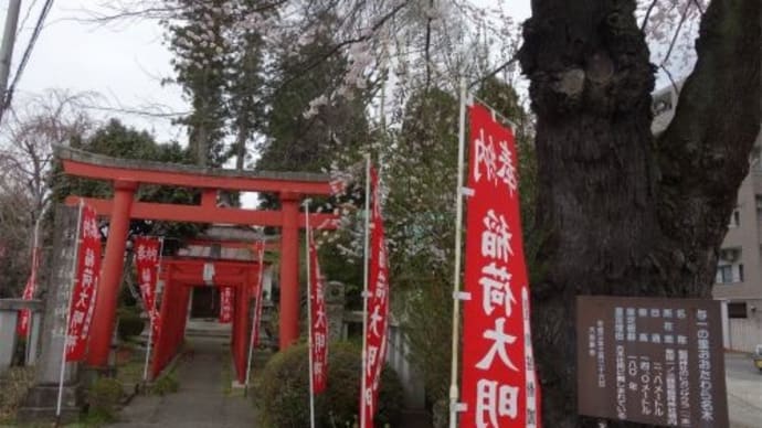 大田原市 稲荷神社と成田山遍照院の桜 2022/4