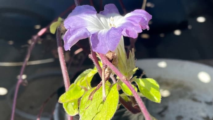 花菖蒲に水をやる日