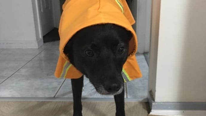 ワンコと雨の女王