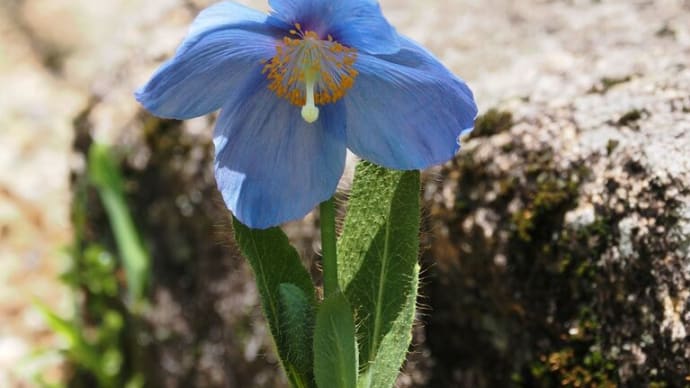 ヒマラヤの青いケシの花が咲いた六甲高山植物園を訪ねて(PartⅠ)