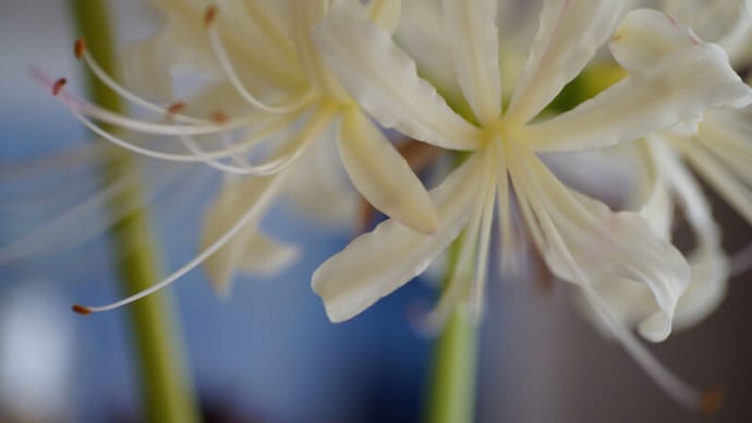 ●我が家の9月の花(4) 白い彼岸花