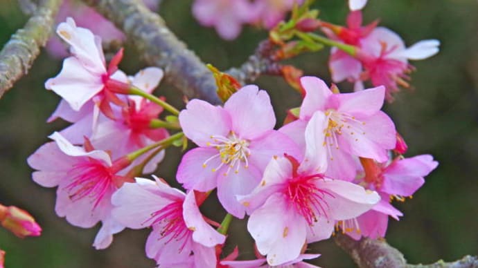 遊水地の河津桜の様子