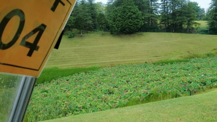 蓮池や 咲き始めたね 蓮の花 朝開く花 早朝の得
