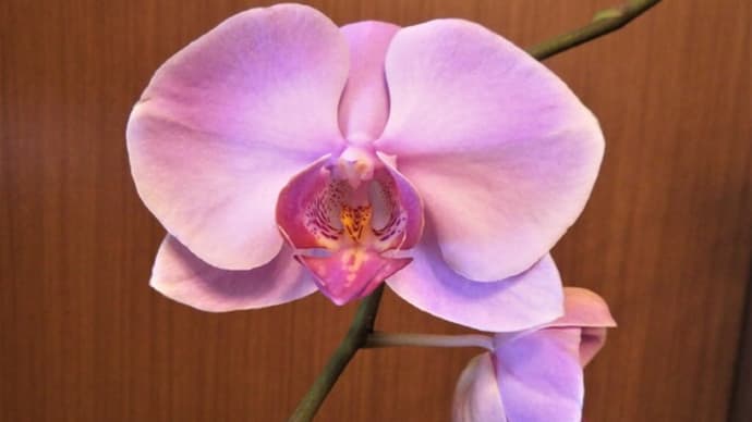 自宅の花 6月下旬(コチョウラン、木立性ベゴニア、シナモンマートル、ハマナデシコなど)