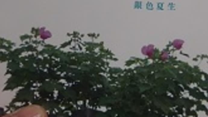 銀色夏生 のブログ記事一覧 しまち 銀色夏生 のブログ記事一覧 しまち