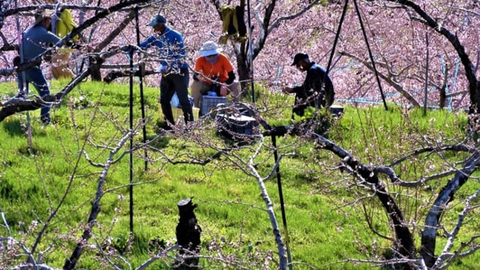 ２０２３・４・１４　ながの百景・丹霞郷。今年は桃の花も咲き始めた。