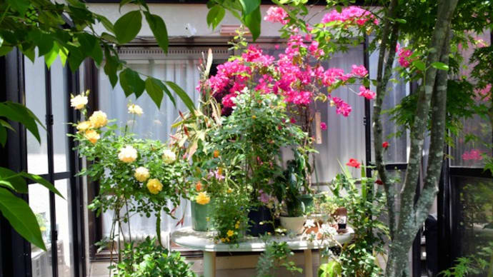 バラの花に癒されて