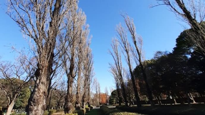 水元公園/初冬のポプラ並木