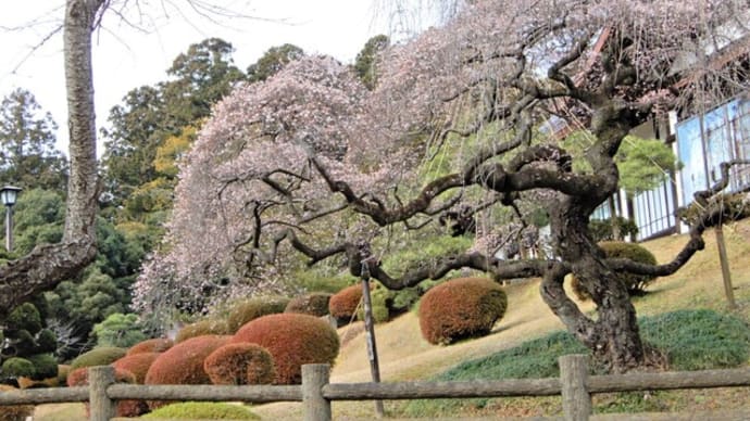 神社境内の様子 12月 ①