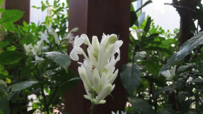赤白黄紫華やかな温室の花~宇治市植物公園温室2025/1下旬(3)