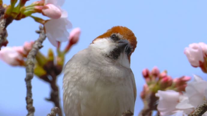 武庫川のニュウナイスズメ ・・・ 4月5日 三田「桜の回廊」で