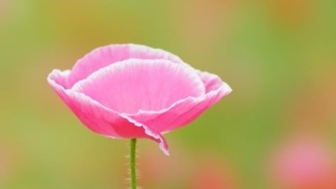 花に癒されて