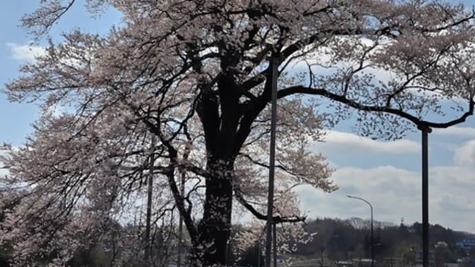桃源郷、福島市花見山公園に行ってきました。「Ⅰ」
