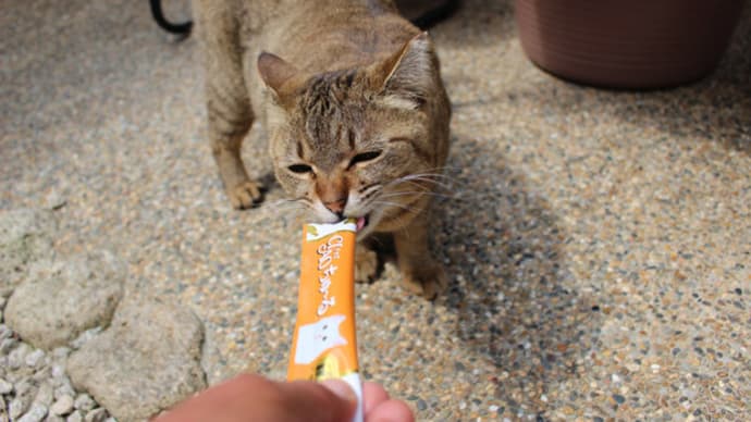 今日の猫たち