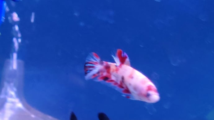 熱帯魚水換え 新入りさん