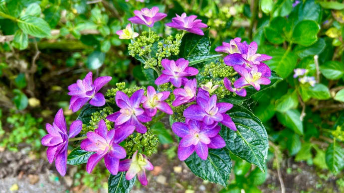 紫陽花公園