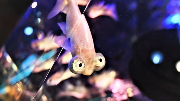 奈良・金魚ミュージアム ③ ~ミニオンみたいな変な奴