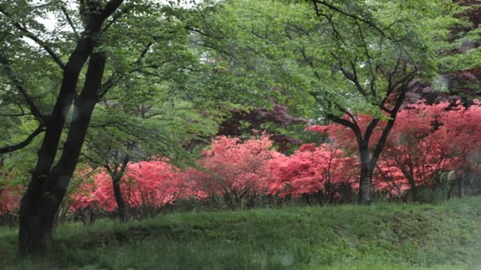 赤城千本桜のツツジ2022
