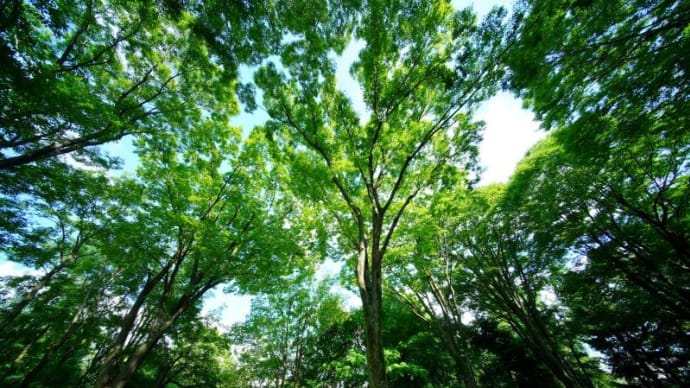 ケヤキ、竹林、オシロイバナ(赤塚植物園 2022.9.3撮影)