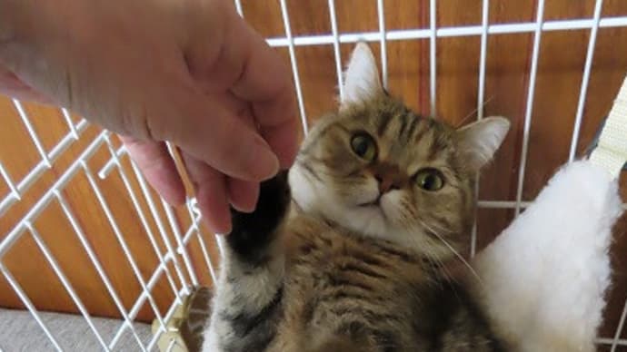 福多ん手が欲しいの❓いらないの❓💝