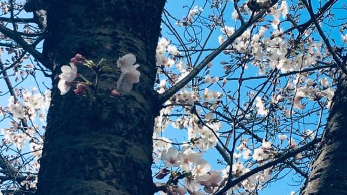 🌸日本に生まれてよかったと思うこの季節 目黒川の桜🌸
