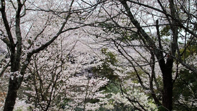 甘木公園の桜など