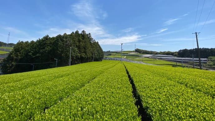 午後は被せ✨🌱✨