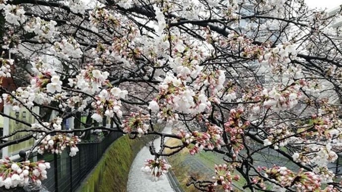 雨のお花見