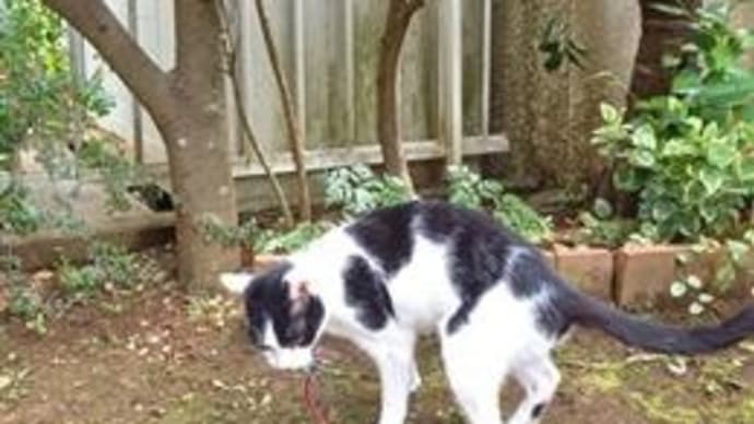 猫にはわかる、春の匂い